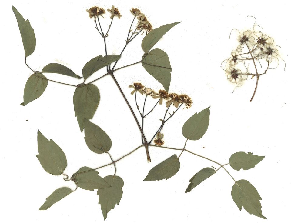 Datei:GHV Herbarium Gemeine Waldrebe.jpg