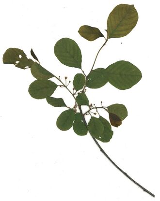 GHV Herbarium Faulbaum.jpg