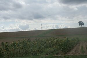 Sonnenblumenfeld bei Vahingen.jpg