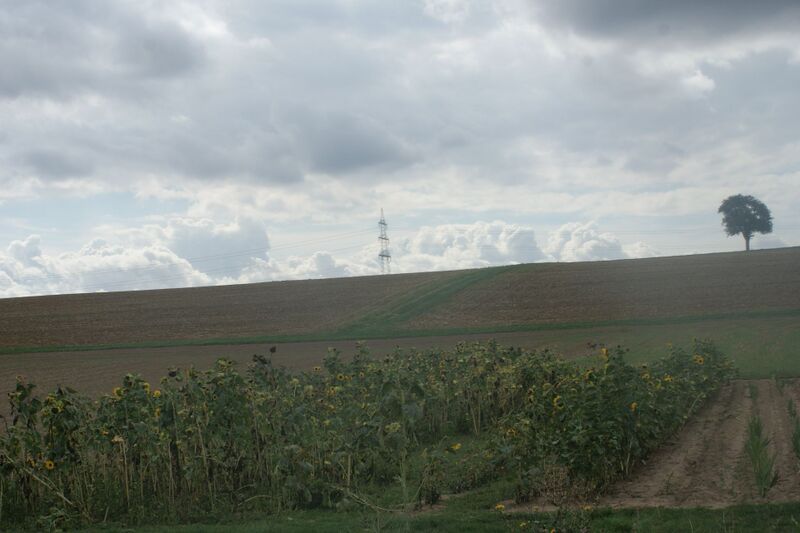 Datei:Sonnenblumenfeld bei Vahingen.jpg