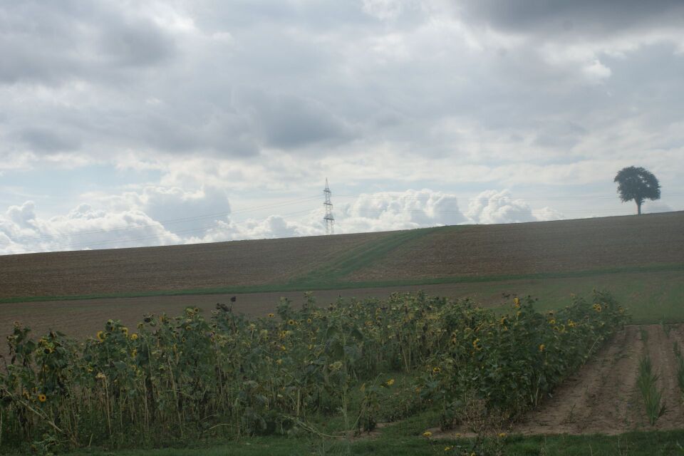 Datei:Sonnenblumenfeld bei Vahingen.jpg