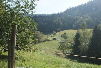 Holz im Gaistal.JPG