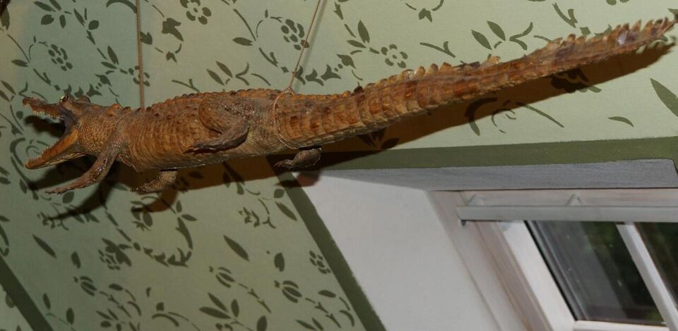 Datei:GHV Schaf-Krokodil2.jpg