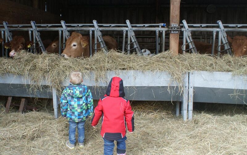 Datei:Rinderfütterung auf dem Schwalbenhof.JPG