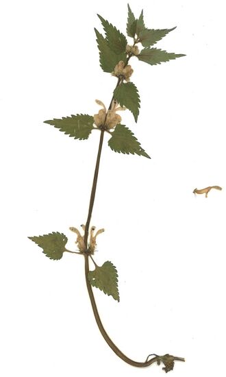 GHV Herbarium Weiße Taubnessel.jpg
