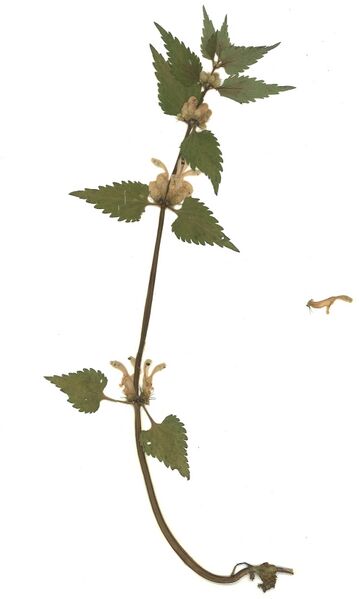 Datei:GHV Herbarium Weiße Taubnessel.jpg