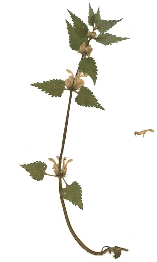 Datei:GHV Herbarium Weiße Taubnessel.jpg