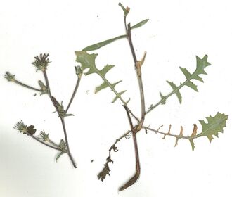 GHV Herbarium Gemeine Wegwarte.jpg