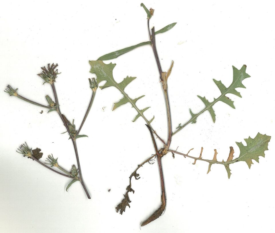 Datei:GHV Herbarium Gemeine Wegwarte.jpg