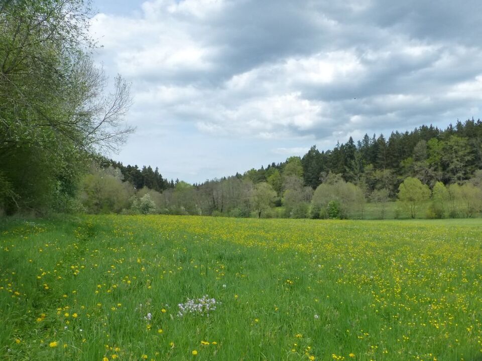 Datei:Wiese am Monbach.jpg
