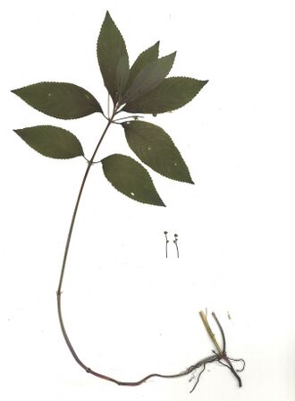 GHV Herbarium Wald-Bingelkraut.jpg