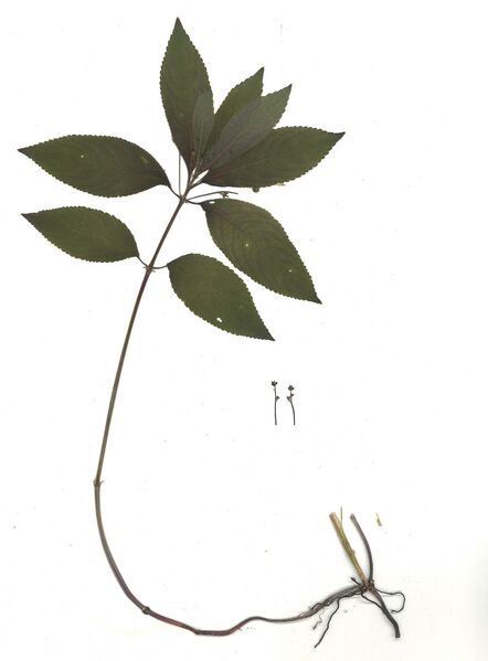 Datei:GHV Herbarium Wald-Bingelkraut.jpg