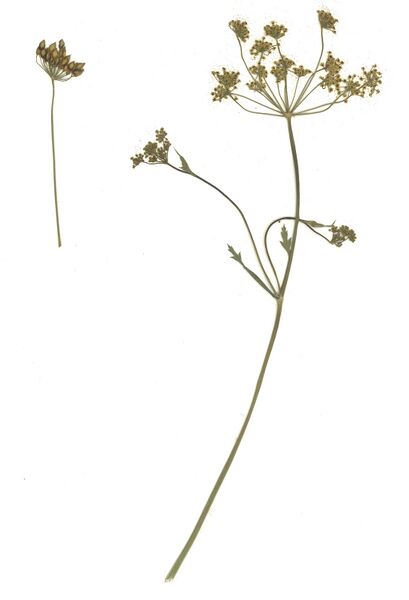 Datei:GHV Herb Gewöhnlicher Pastinak.jpg