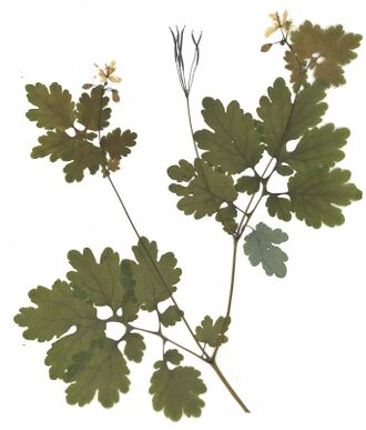 GHV Herbarium Großes Schöllkraut.jpg