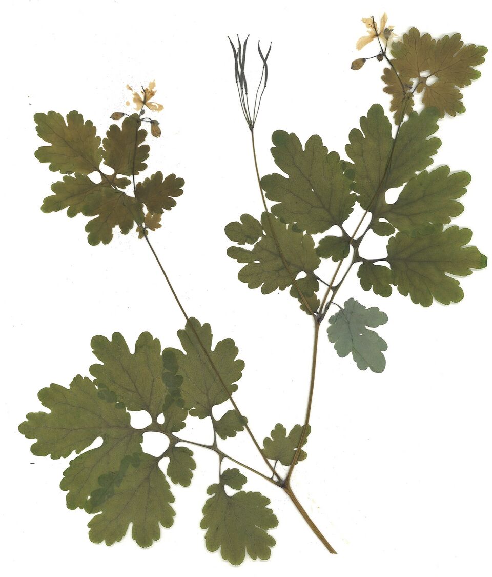 Datei:GHV Herbarium Großes Schöllkraut.jpg