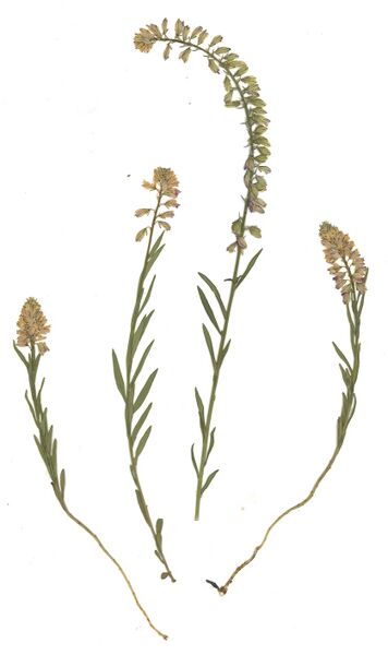 Datei:GHV Herbarium Schopfige Kreuzblume.jpg