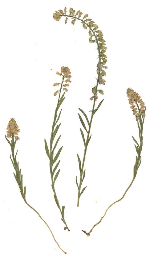 Datei:GHV Herbarium Schopfige Kreuzblume.jpg
