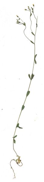 Datei:GHV Herbarium Purgier-Lein.jpg