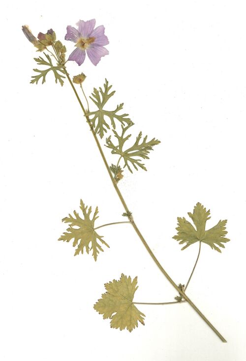 Datei:GHV Herbarium Sigmarskraut, Rosenmalve.jpg