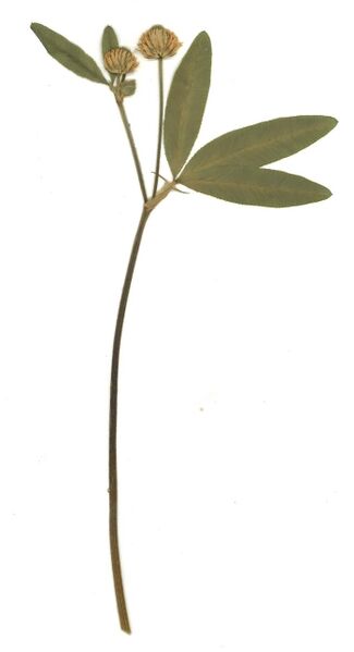 Datei:GHV Herbarium Berg-Klee.jpg