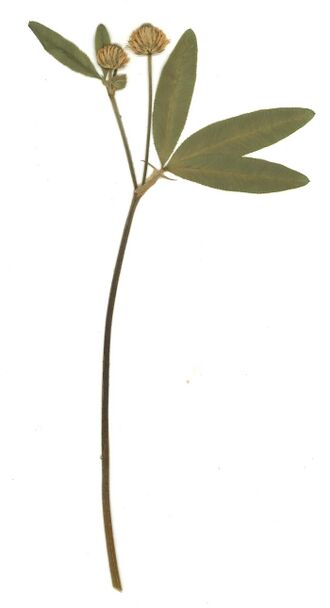 GHV Herbarium Berg-Klee.jpg