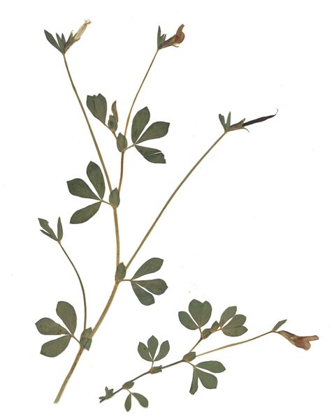 Datei:GHV Herbarium Gelbe Spargelbohne.jpg