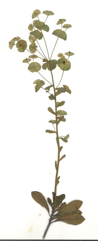 GHV Herbarium Mandelblättrige Wolfsmilch.jpg