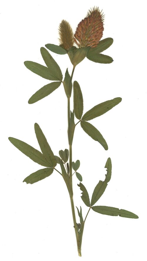 Datei:GHV Herbarium Purpur-Klee.jpg