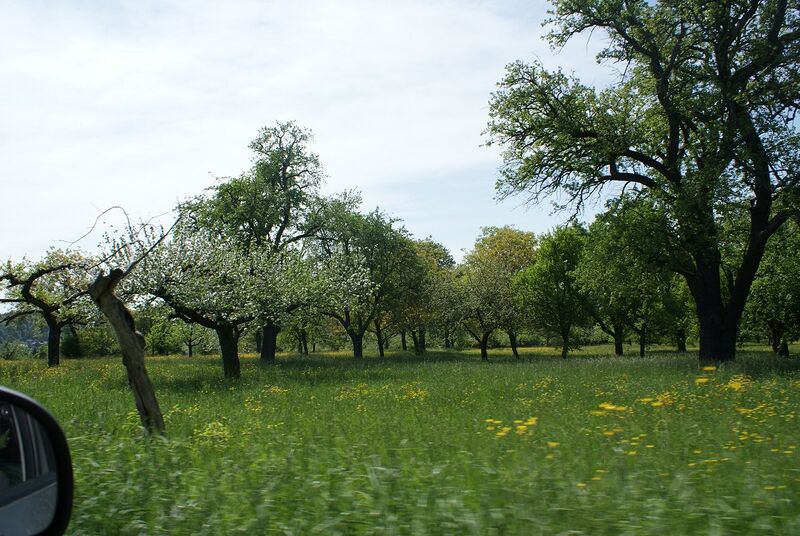 Datei:Streuobst im Stromberg.JPG