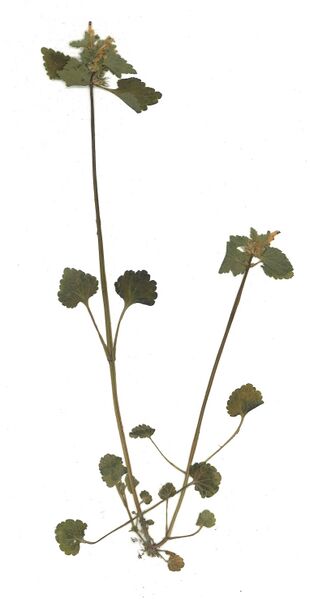 Datei:GHV Herbarium Rote Taubnessel.jpg
