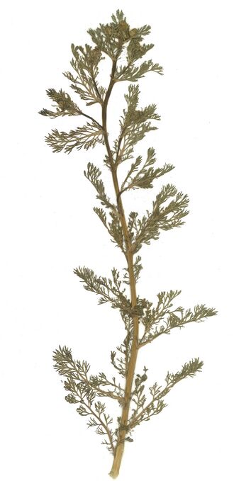 GHV Herbarium Strahllose Kamille.jpg