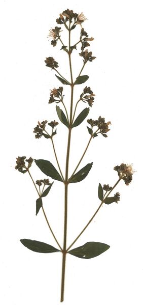 Datei:GHV Herbarium Behaartes Johanniskraut.jpg