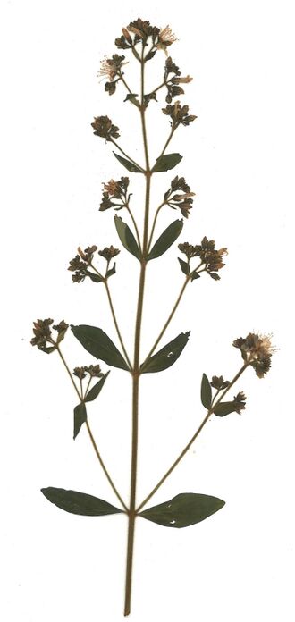 GHV Herbarium Behaartes Johanniskraut.jpg