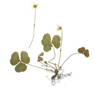 GHV Herbarium Wald-Sauerklee.jpg