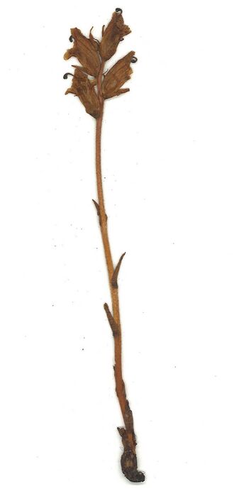 GHV Herbarium Quendel-Sommerwurz.jpg