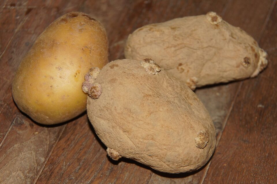 Datei:GHV Kartoffeln.JPG