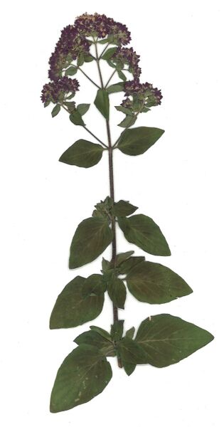 Datei:GHV Herbarium Dost.jpg