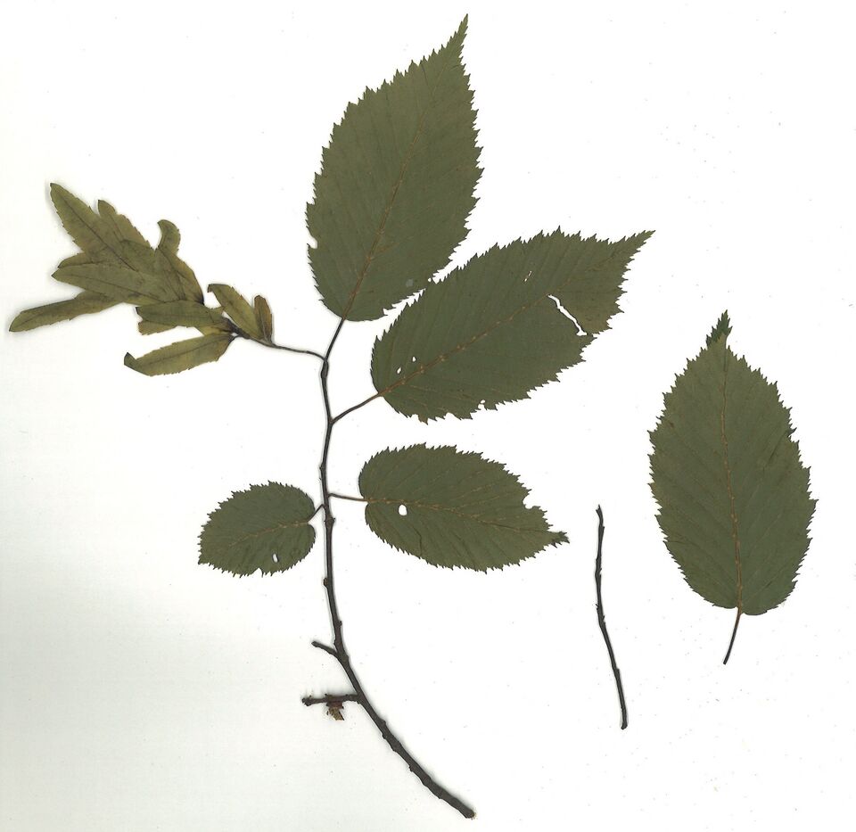 Datei:GHV Herbarium Gemeine Hainbuche.jpg
