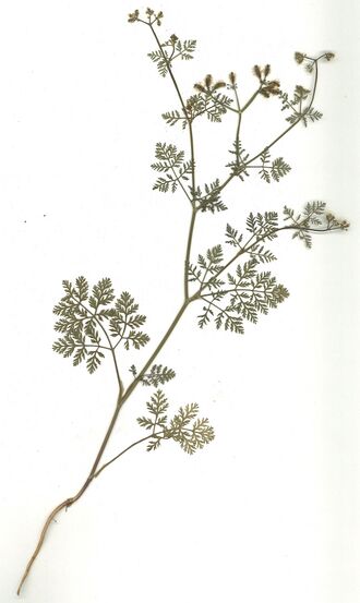 GHV Herbarium Kletten-Haftdolde.jpg