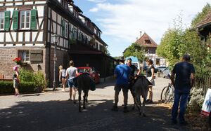 Eselreite beim Schafhoffest.JPG