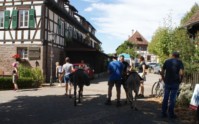 Datei:Eselreite beim Schafhoffest.JPG