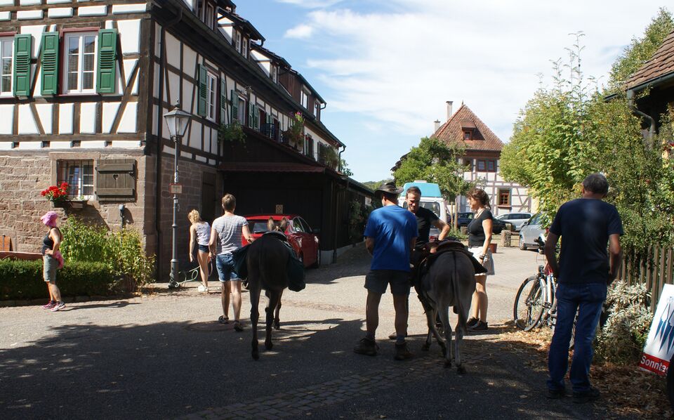 Datei:Eselreite beim Schafhoffest.JPG