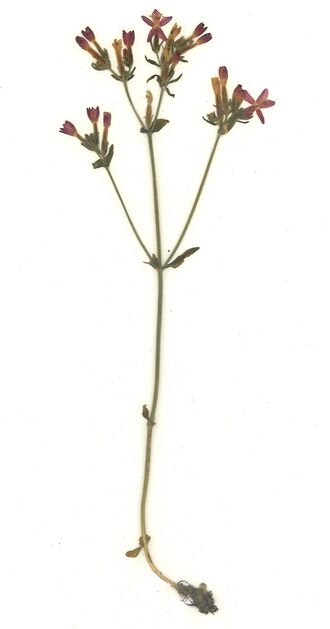 Datei:GHV Herbarium Ästiges Tausendgüldenkraut.jpg