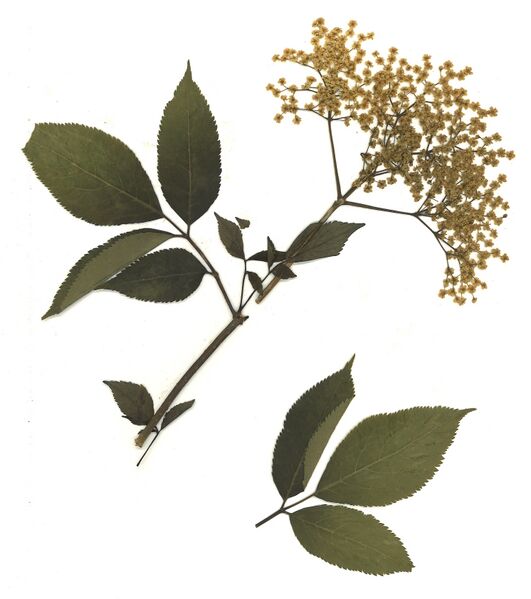 Datei:GHV Herbarium Schwarzer Holunder.jpg