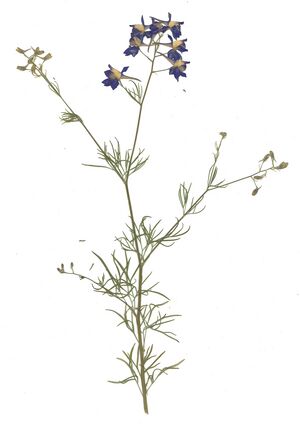GHV Herbarium Feld-Rittersporn.jpg