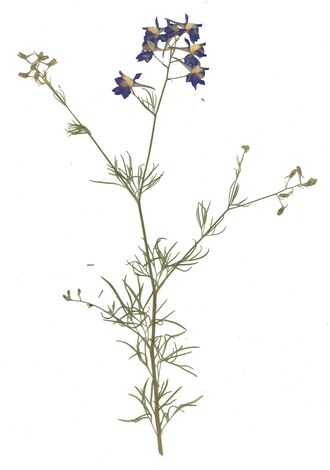 GHV Herbarium Feld-Rittersporn.jpg