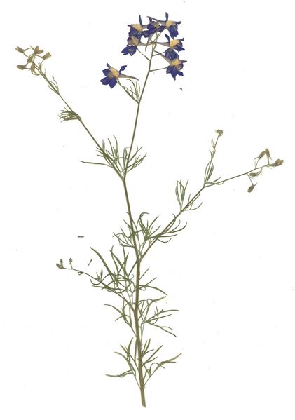 Datei:GHV Herbarium Feld-Rittersporn.jpg