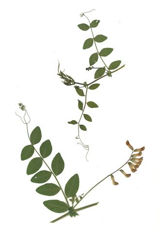 GHV Herbarium Hecken-Wicke.jpg