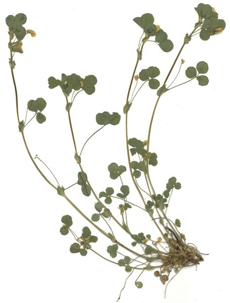 Datei:GHV Herbarium Hopfen-Klee.jpg