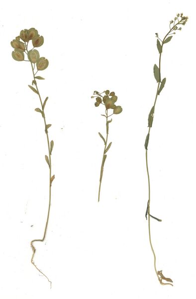 Datei:GHV Herbarium Acker-Hellerkraut.jpg